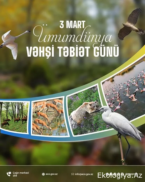 3 Mart Ümumdünya Vəhşi Təbiət Günüdür