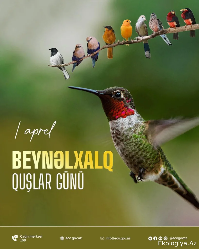 1 aprel - Beynəlxalq Quşlar Günüdür