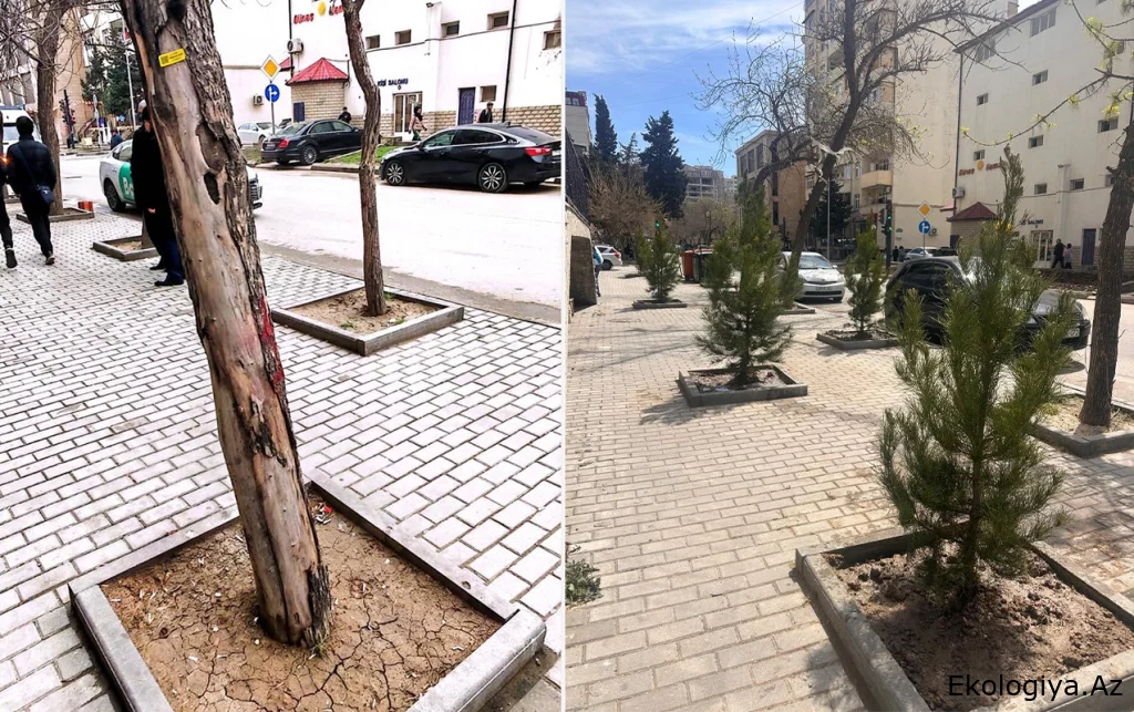 Nərimanovda quru ağacların yerinə yeni ağaclar əkildi - Fotolar