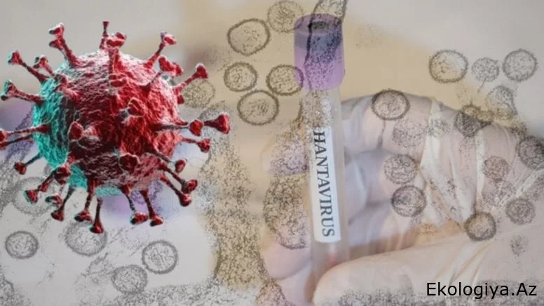 Hantavirus daha bir ölkəyə yayıldı