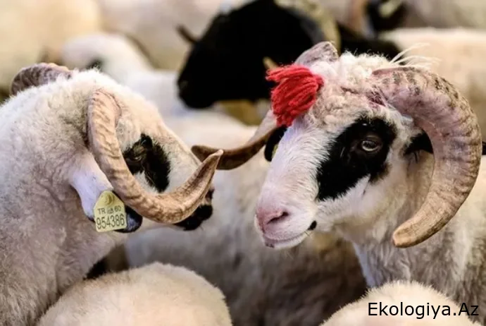 Qurbanlıq heyvanların satış və kəsim ünvanları açıqlandı - SİYAHI