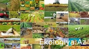 Azərbaycanda dörd ildə aqrar sahəyə 5 milyard manatdan çox investisiya qoyulacaq