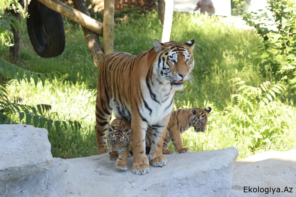 Bakı Zooloji Parkında Amur pələngi balaları dünyaya gəlib