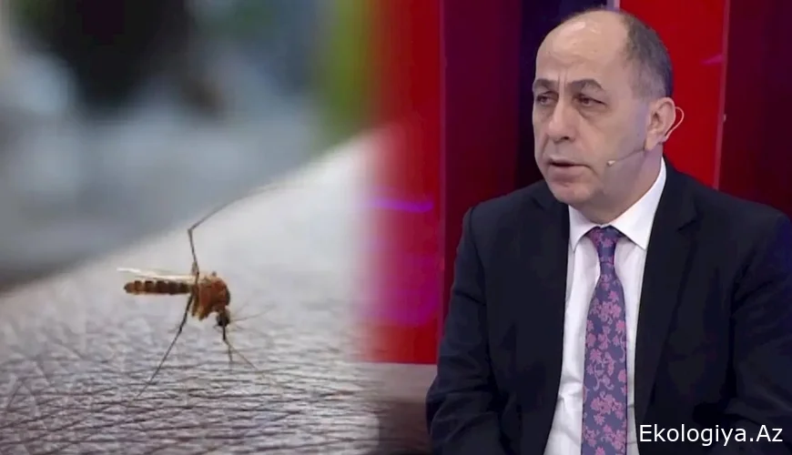 Buna görə Bakıda bu il ağcaqanad çoxdur — Adil Qeybulla