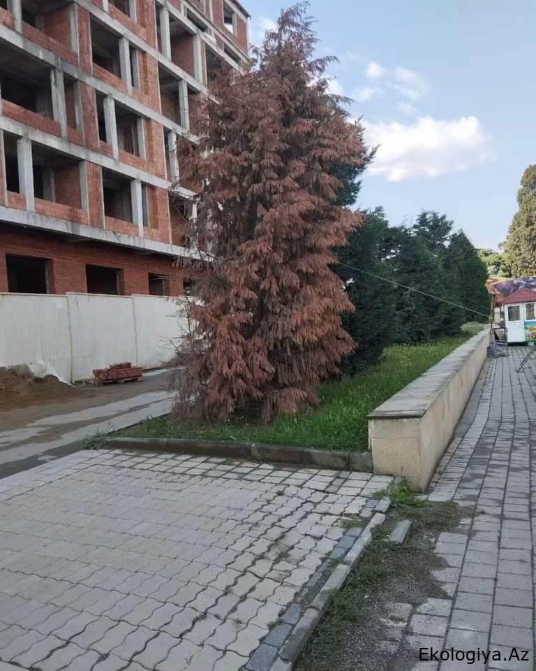 Gəncə bulvarında 20 gündür yaşıllıqlar quruyur – İDDİA/FOTO