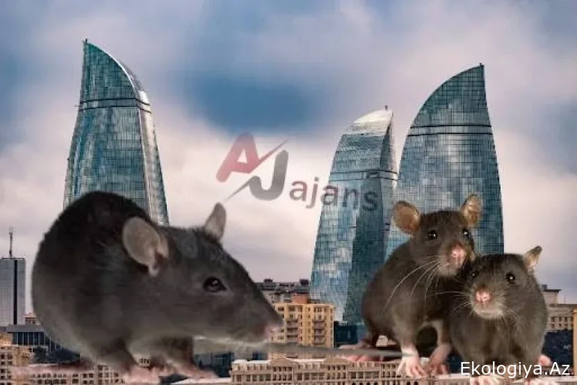 Azərbaycana çoxlu sayda SİÇAN-SİÇOVUL GƏTİRİLİR