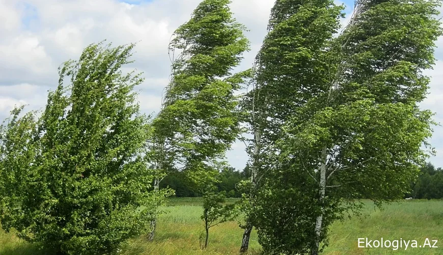 Küləkli hava ilə bağlı əhaliyə xəbərdarlıq edildi