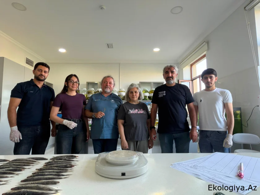 Xəzər dənizində balıq ehtiyatlarının elmi əsaslarla öyrənilməsi məqsədilə laborator təhlillərə başlanıb