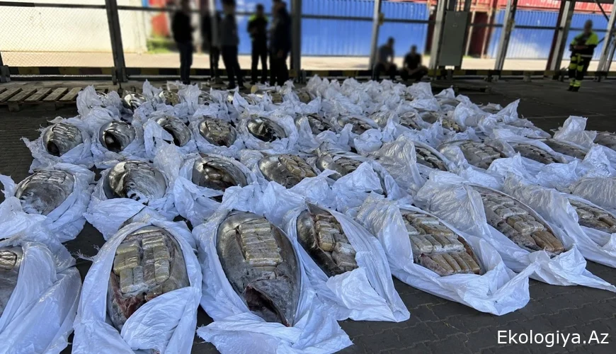 Gizli yük ifşa olundu: 500 kiloqram kokain balıqların içindən tapıldı-Video