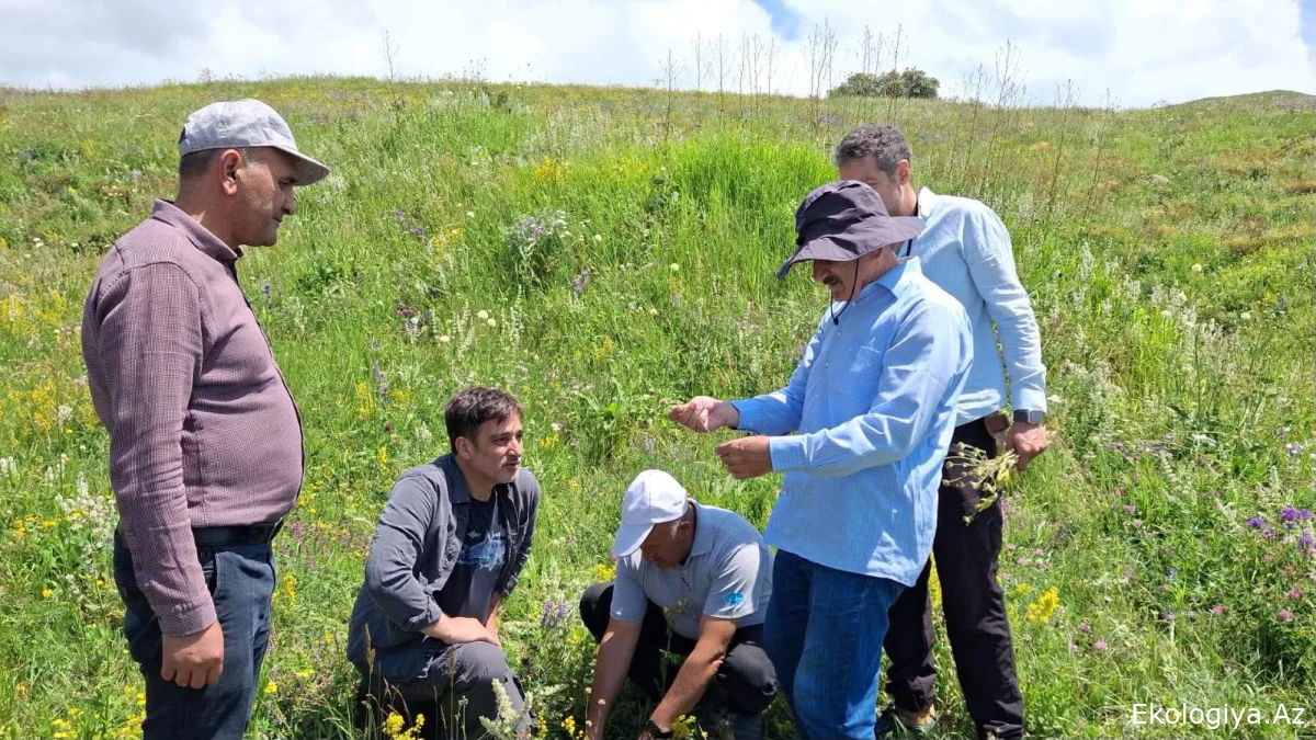 Alim: Bitkinin yeni növ kimi tanınması üçün beynəlxalq elmi təsdiq mütləqdir